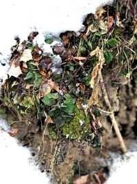 Close-up of plants on snow covered field