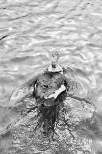 Close-up of duck swimming in lake