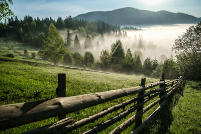 Carpathian mountain meadow covered with fresh spring grass, fence in the mountains