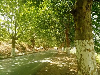 Trees in forest