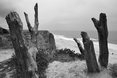 View of driftwood at beach