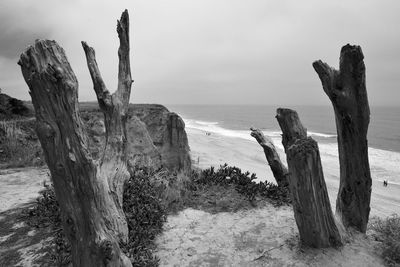 View of driftwood on beach