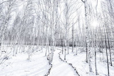 Snow covered land and bare trees