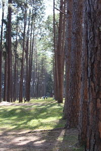 Pine trees in forest