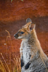 Wallabie in zoo zurich