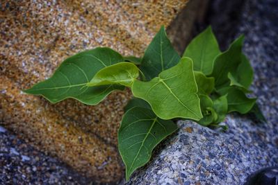 High angle view of leaves on rock