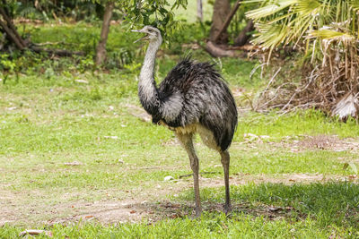 Side view of bird on field