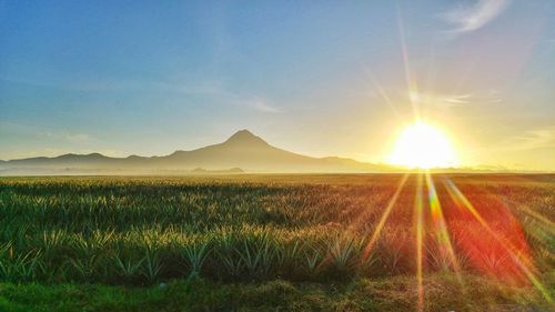 Scenic view of agricultural field against bright sun