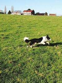 Dog on field against sky