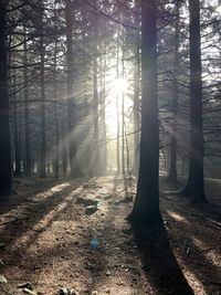 Sunlight streaming through trees in forest