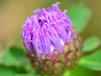 Close-up of purple flower blooming outdoors