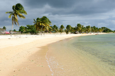 View of palm trees on beach