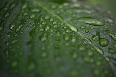 Close-up of raindrops on leaf