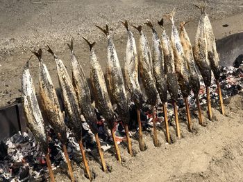 High angle view of fish for sale