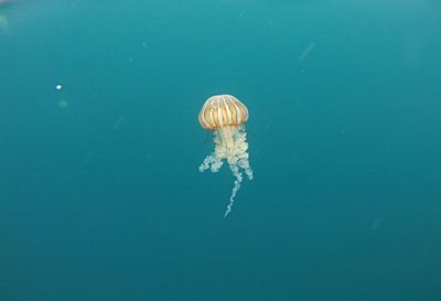 Jellyfish swimming in sea