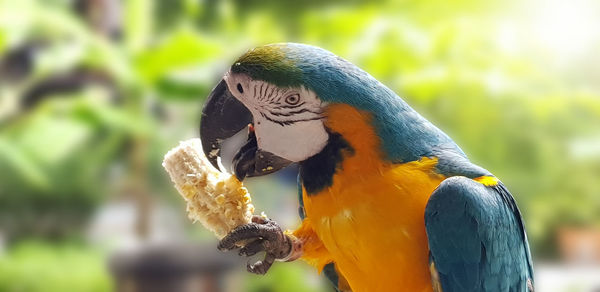 Colorful of blue and yellow macaw birds on branch tree and eating corn.