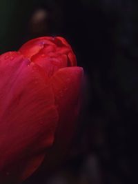 Close-up of red rose over black background