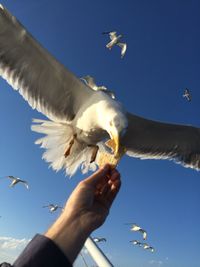 Cropped hand feeding bird