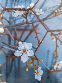 Close-up of cherry blossoms on branch