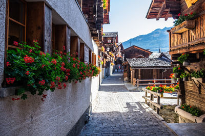 Potted plants on footpath amidst buildings