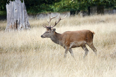 Deer in a field