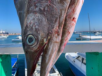 Close-up of fish in sea