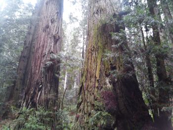 Low angle view of trees in forest