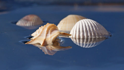 Close-up of seashell on sea