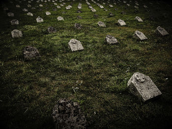 Moss growing on rock