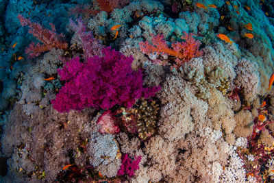 Close-up of coral in sea
