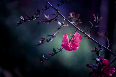 Close-up of pink cherry blossom growing on tree