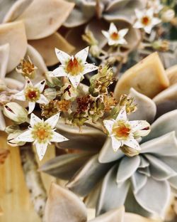 Close-up of white flowering plant