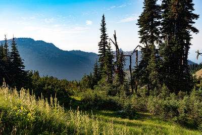 Pine trees in forest against sky