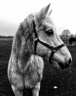 Close-up of horse on field against sky