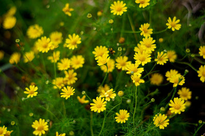 Close-up of yellow flowering plants on field