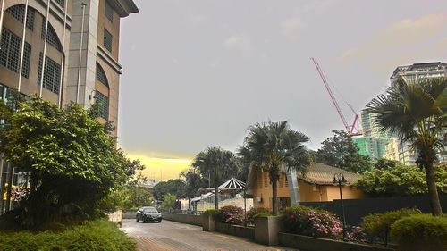 Cars on palm trees against sky in city