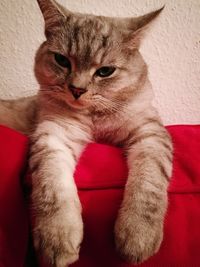 Portrait of cat sitting on sofa at home