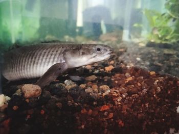 Close-up of fish in aquarium