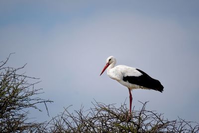 Bird against sky