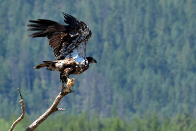 Close-up of eagle perching on tree