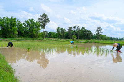 People on field by trees against sky