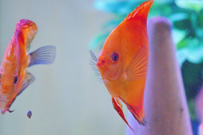 Close-up of fish swimming in sea