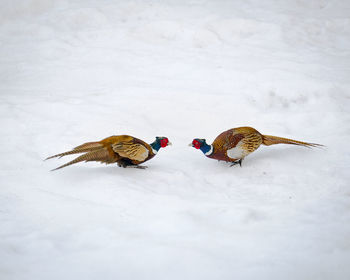 High angle view of birds on snow