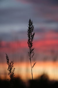 Close-up of silhouette plant against romantic sky at sunset