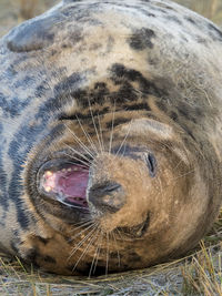 Close-up portrait of horse