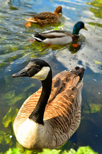 Duck swimming in lake