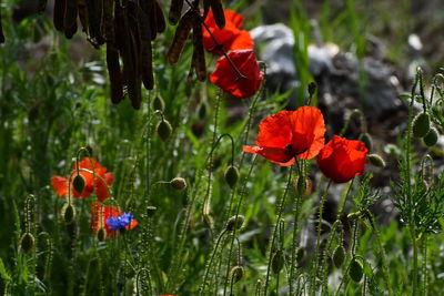 Close-up of red poppy flowers growing on field