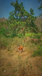 Grass grazing on field