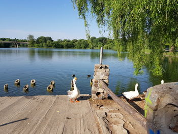 Birds on lakeshore