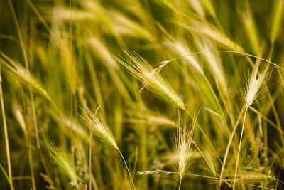 Close-up of wheat growing on field